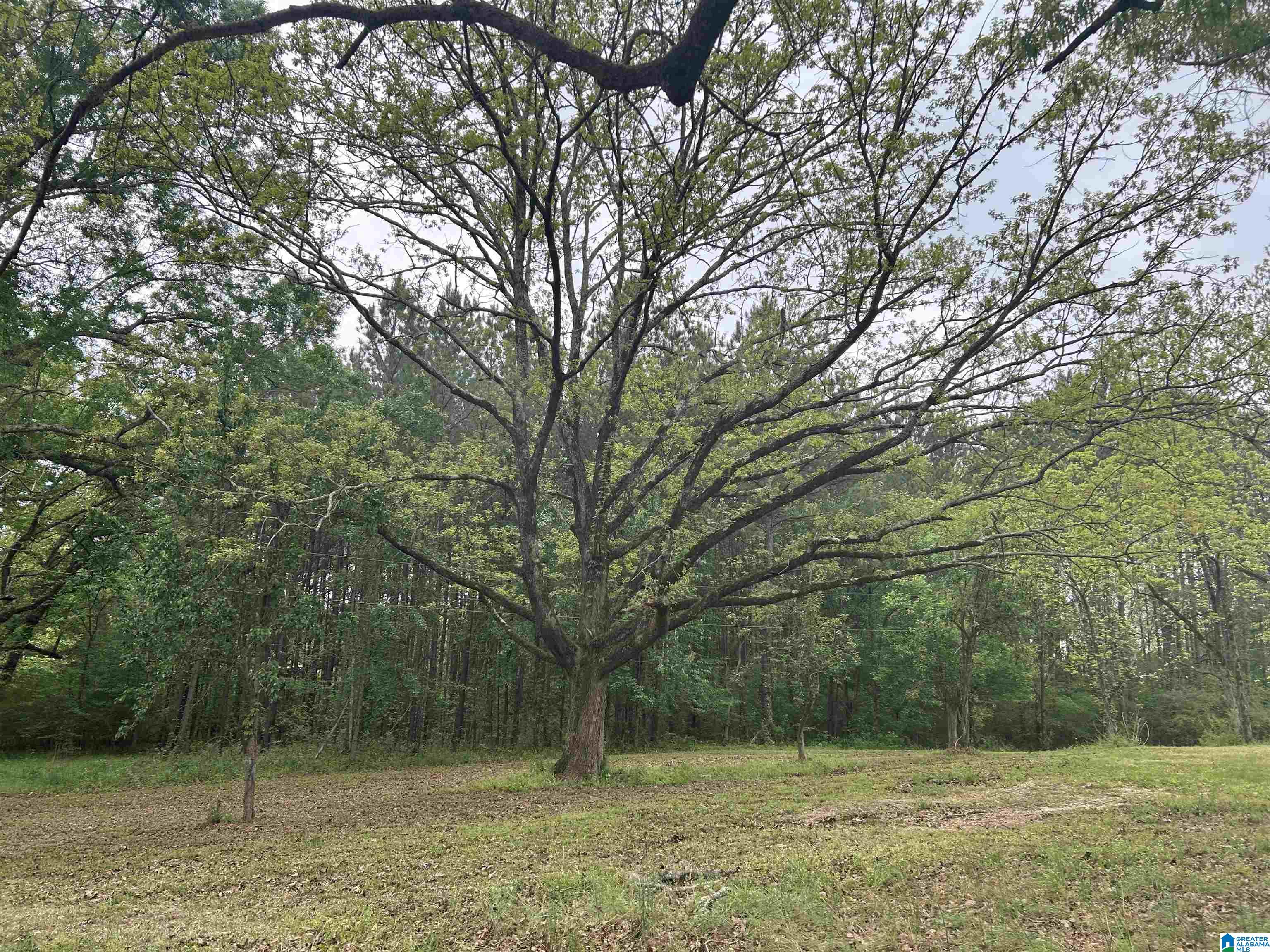 625 Dee Hendrix Road, Unit 6 9 ACRES Bessemer, AL 35023 - Photo 9 of 14