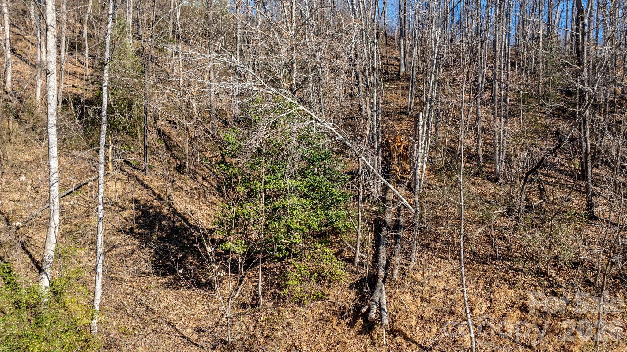 0 Round Rock Road Lenoir, NC 28645 - Photo 6 of 24 a close up of a plant