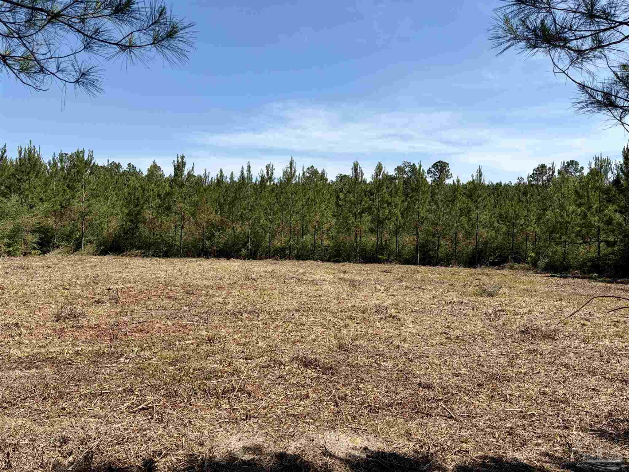 0 Mineral Springs Road Jay, FL 32565 - Photo 6 of 15