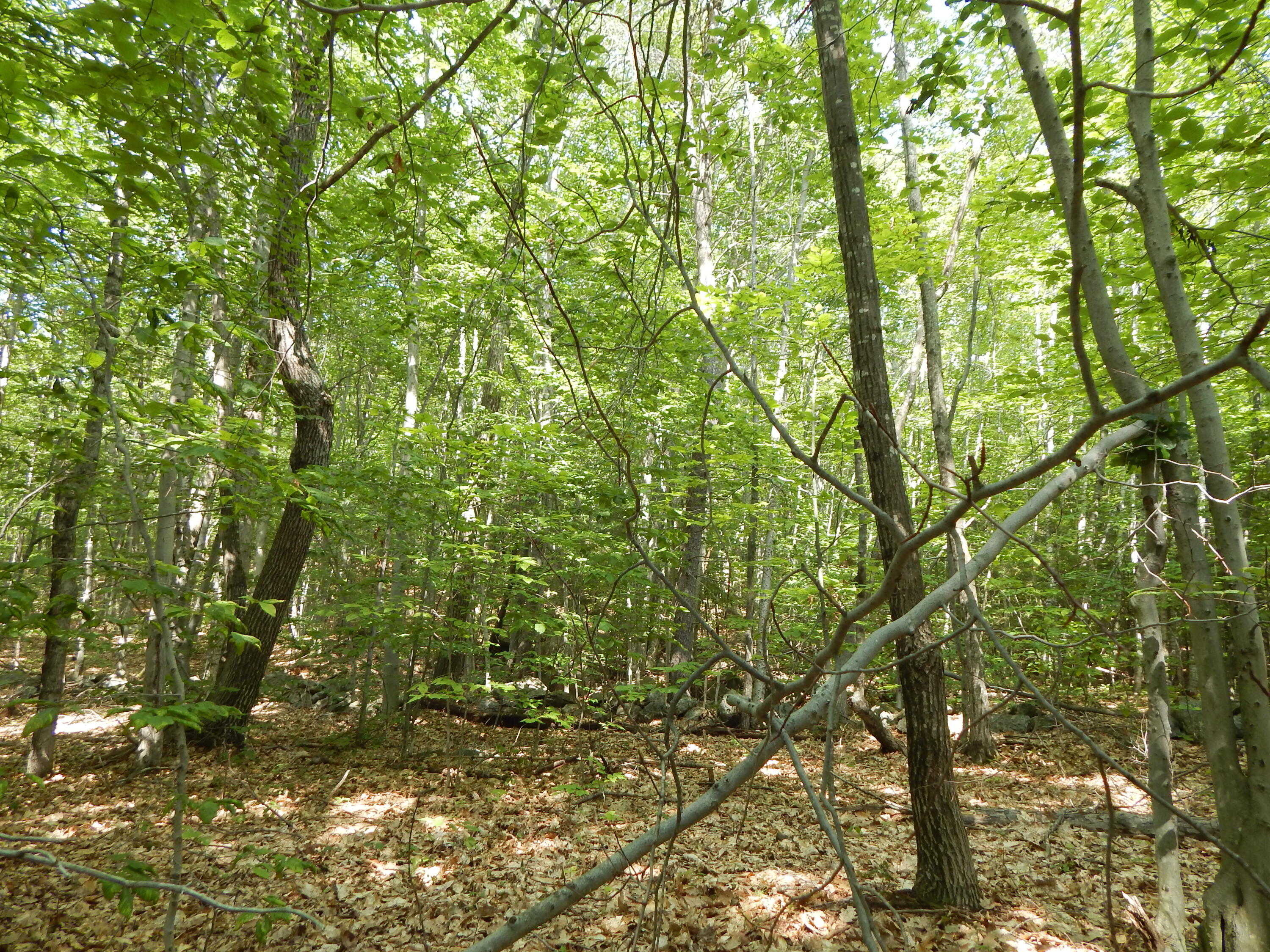 Lot 6 Maplecrest Road Parsonsfield, ME 04047 - Photo 11 of 17 DSCN3380