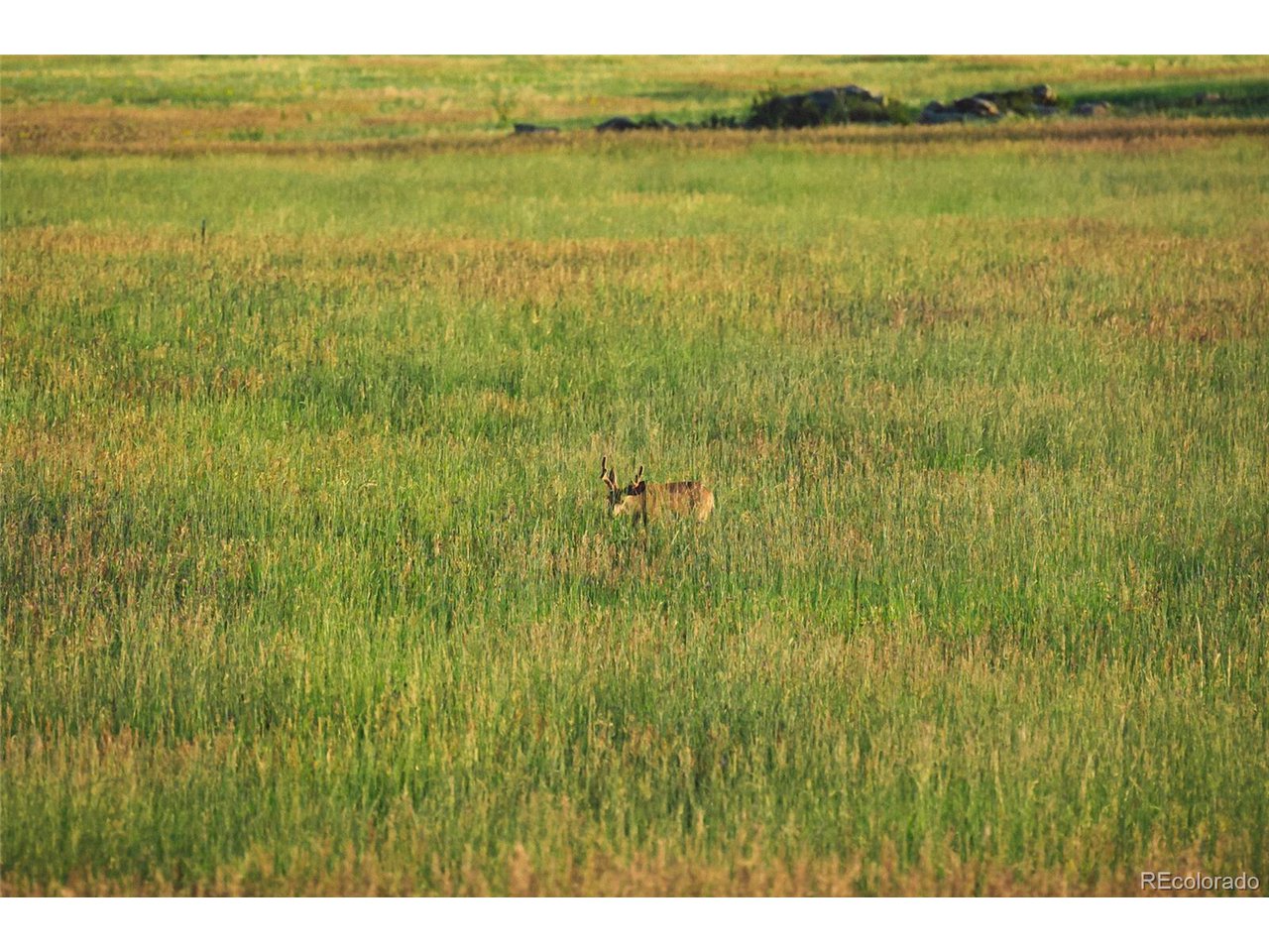 0 Big Sky Trail Elbert, CO 80106 - Photo 15 of 30 a view of a lake with a yard