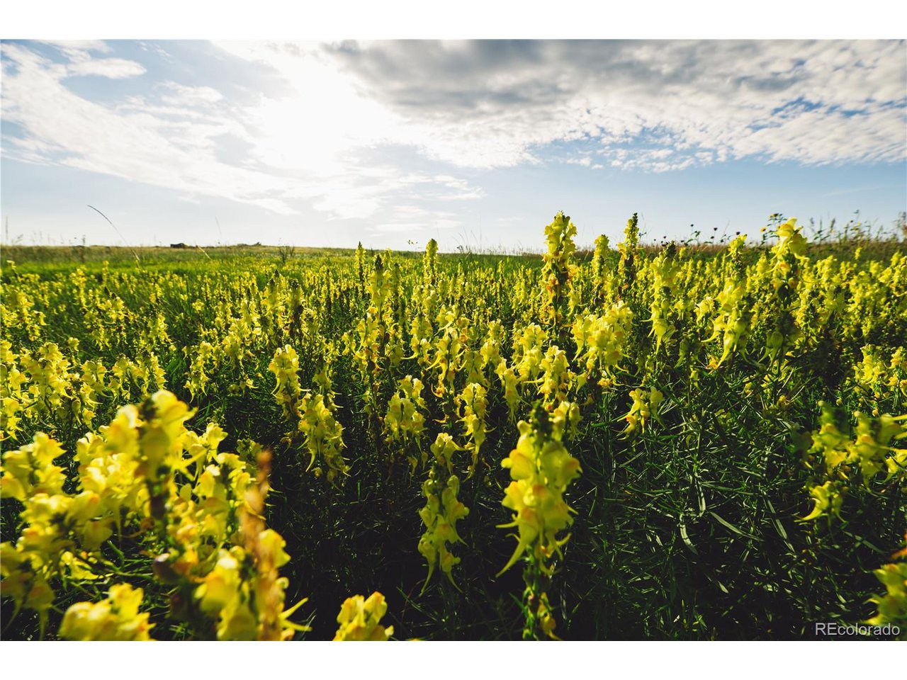 0 Big Sky Trail Elbert, CO 80106 - Photo 19 of 30