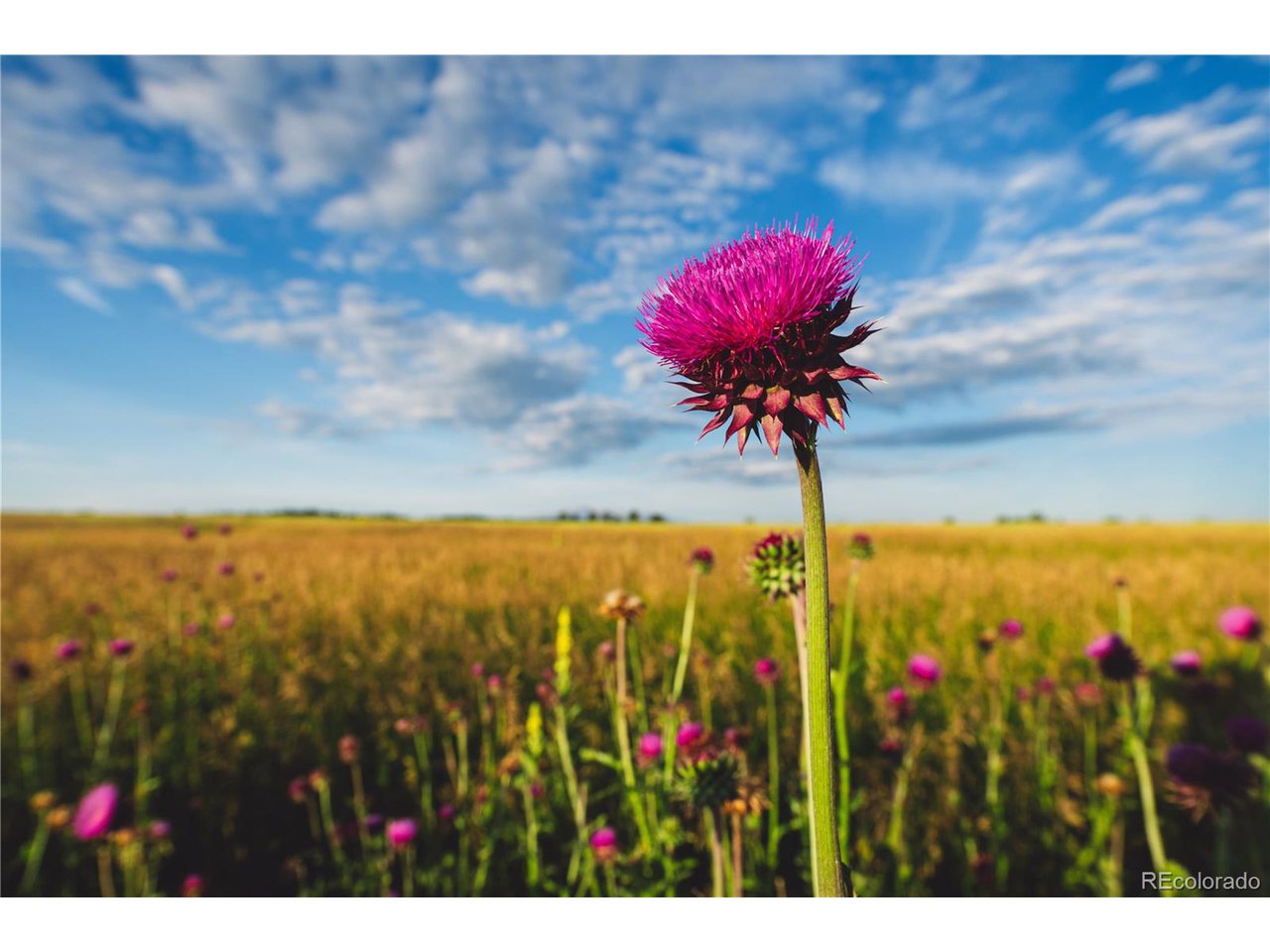 0 Big Sky Trail Elbert, CO 80106 - Photo 20 of 30 a view of a flower in a yard