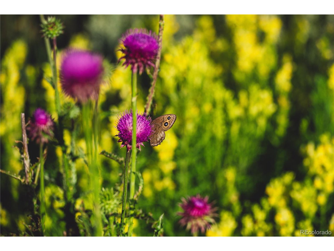 0 Big Sky Trail Elbert, CO 80106 - Photo 24 of 30 a view of a yellow plant