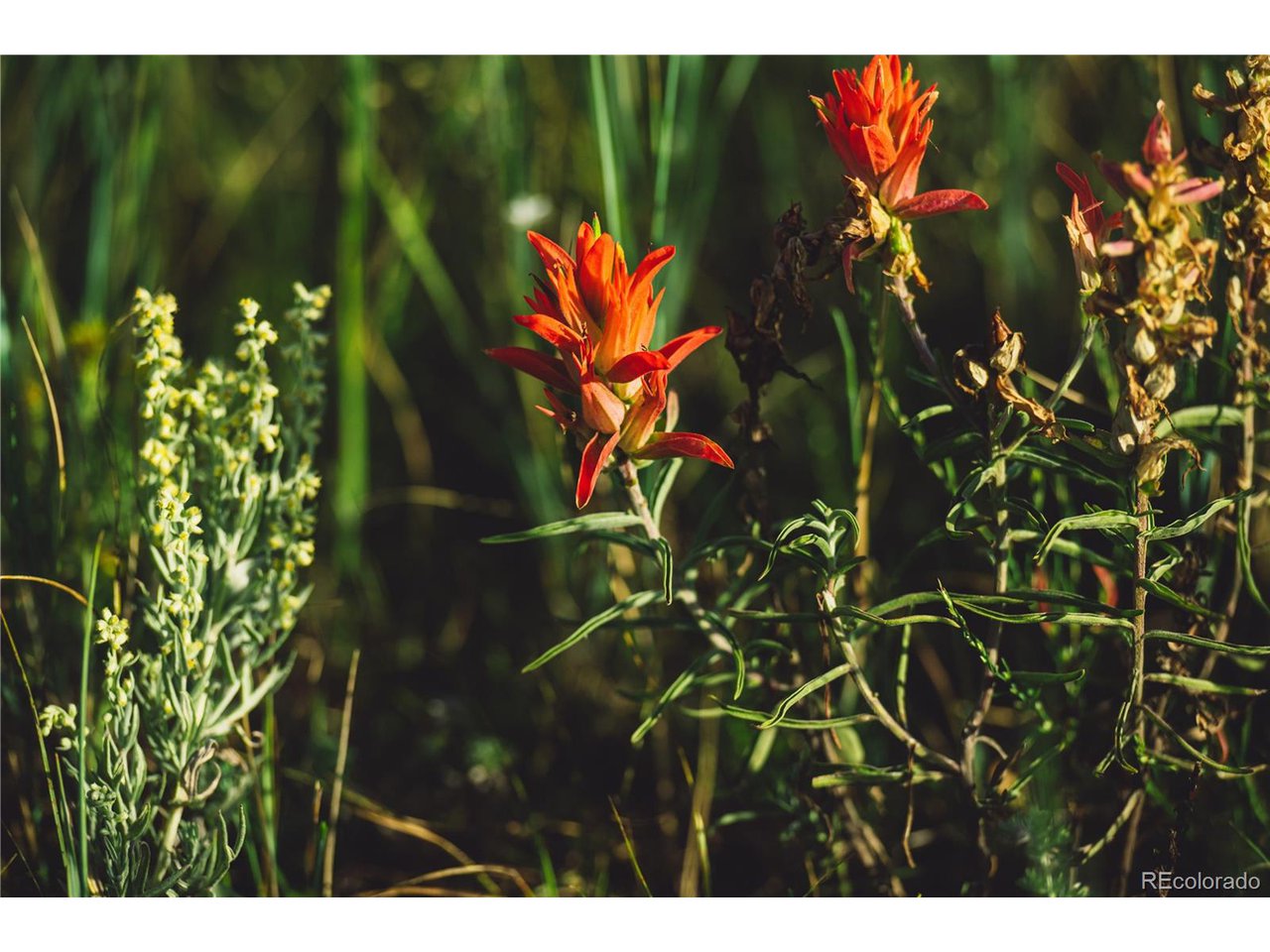 0 Big Sky Trail Elbert, CO 80106 - Photo 25 of 30 a view of a plant