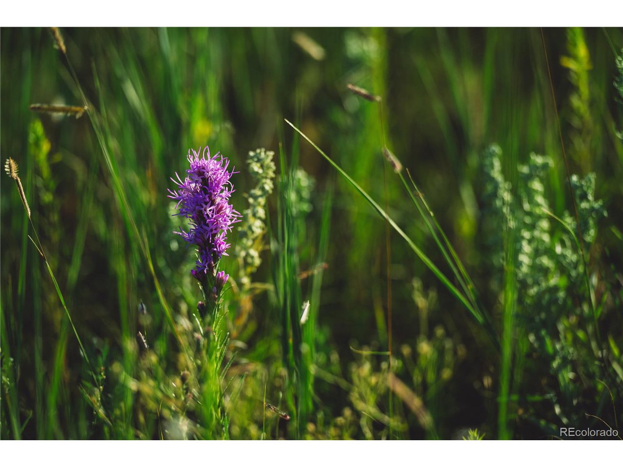 0 Big Sky Trail Elbert, CO 80106 - Photo 27 of 30 a view of a garden