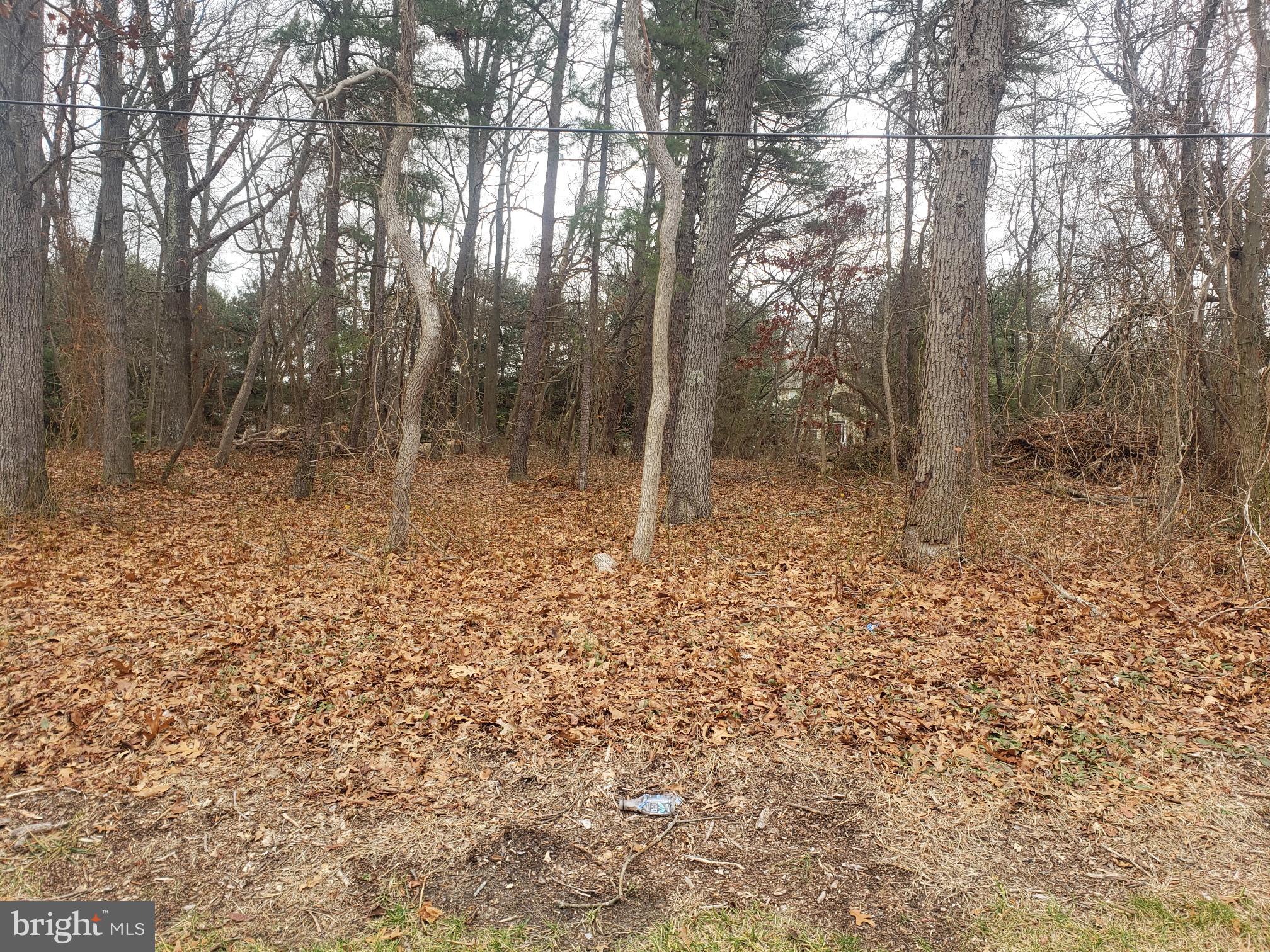 458 Oakshade Road Shamong, NJ 08088 - Photo 14 of 14 a view of a forest with trees in the background