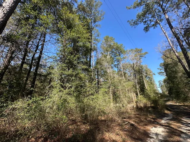 a view of a yard with plants and trees