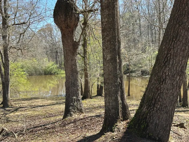 a view of a tree in the middle of a yard
