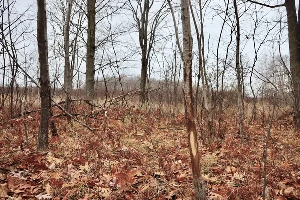 $874,000 | Hatton Road, Harrison, MI 48625