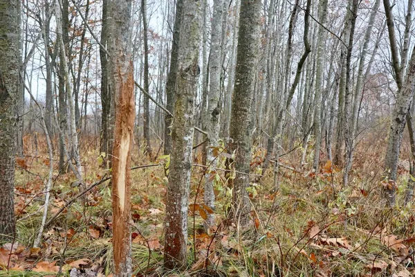 $874,000 | Hatton Road, Harrison, MI 48625