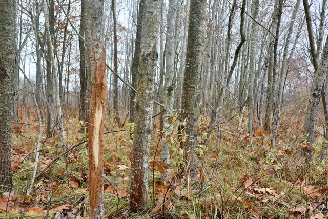 $874,000 | Hatton Road, Harrison, MI 48625