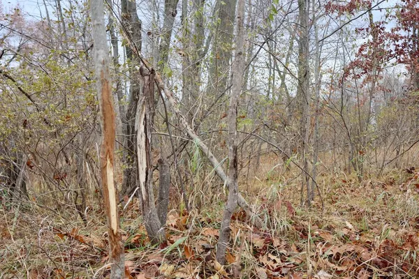 $874,000 | Hatton Road, Harrison, MI 48625