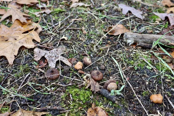 $874,000 | Hatton Road, Harrison, MI 48625