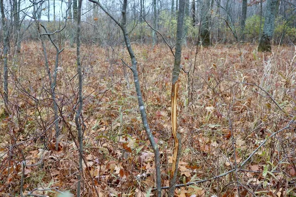 $874,000 | Hatton Road, Harrison, MI 48625