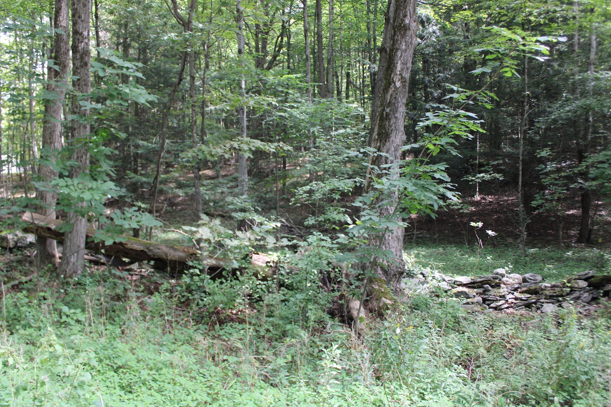 0 North County Road Leyden, MA 01337 - Photo 1 of 8 Gallery Image 1