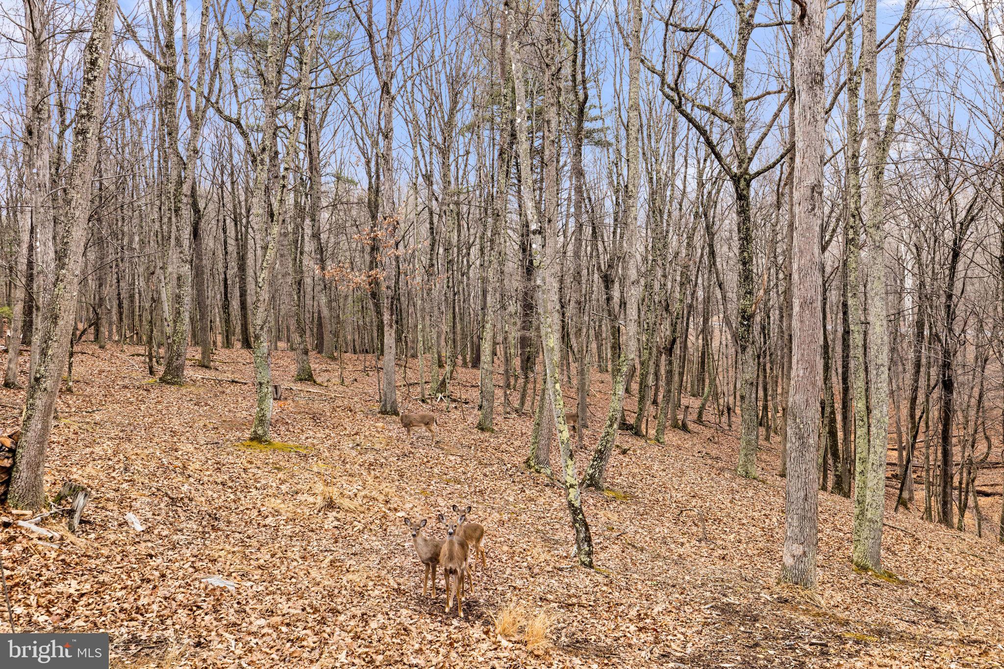 2368 Crossings View Road Paw Paw, WV 25434 - Photo 75 of 104