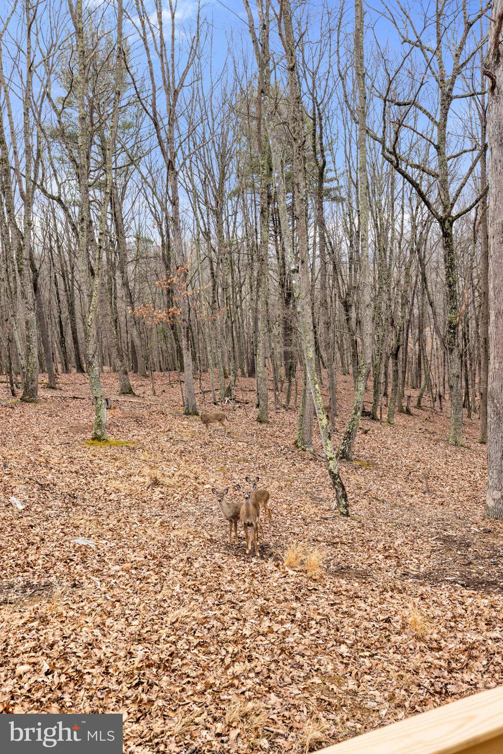 2368 Crossings View Road Paw Paw, WV 25434 - Photo 76 of 104
