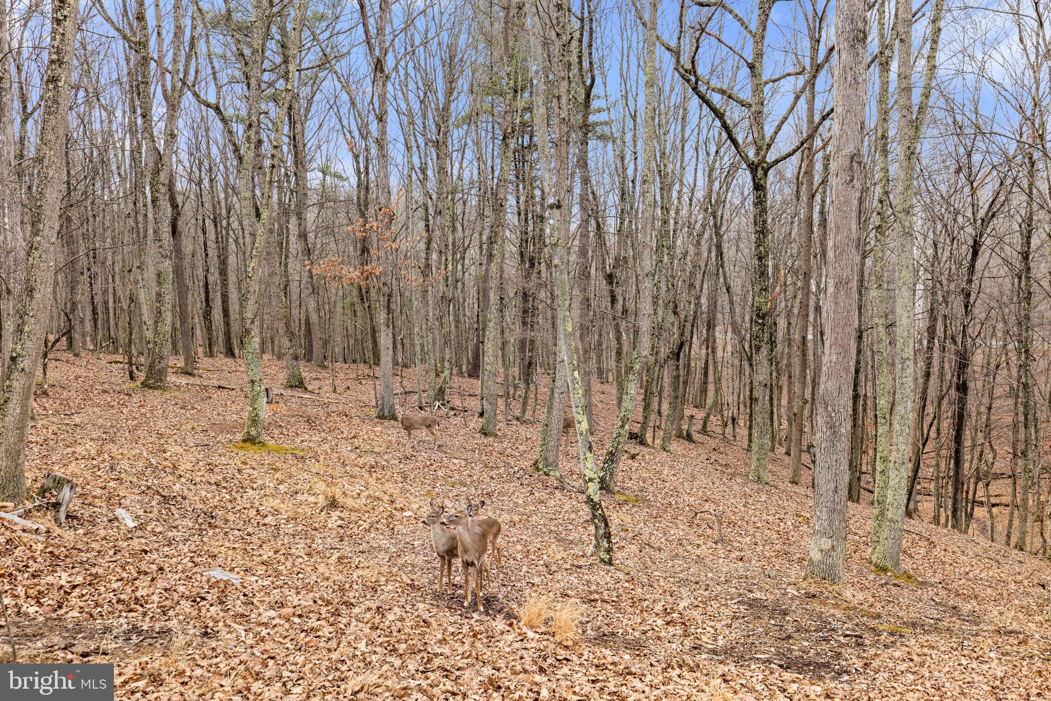 2368 Crossings View Road Paw Paw, WV 25434 - Photo 77 of 104