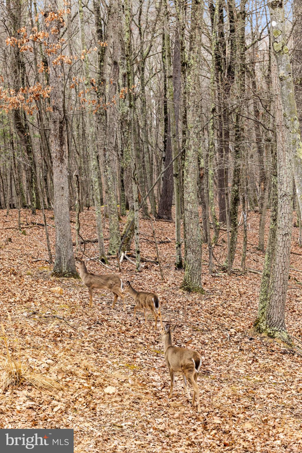 2368 Crossings View Road Paw Paw, WV 25434 - Photo 81 of 104