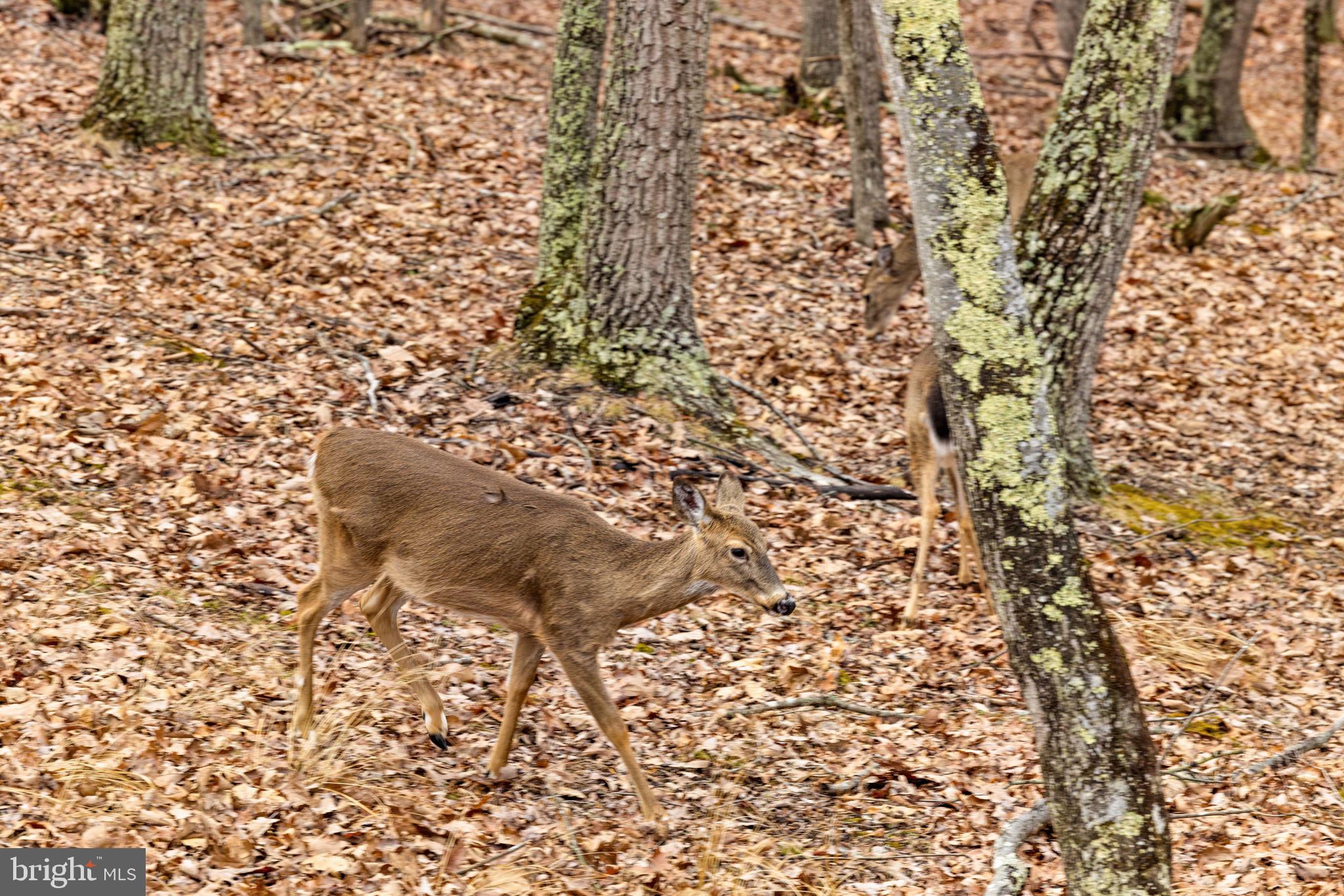 2368 Crossings View Road Paw Paw, WV 25434 - Photo 82 of 104