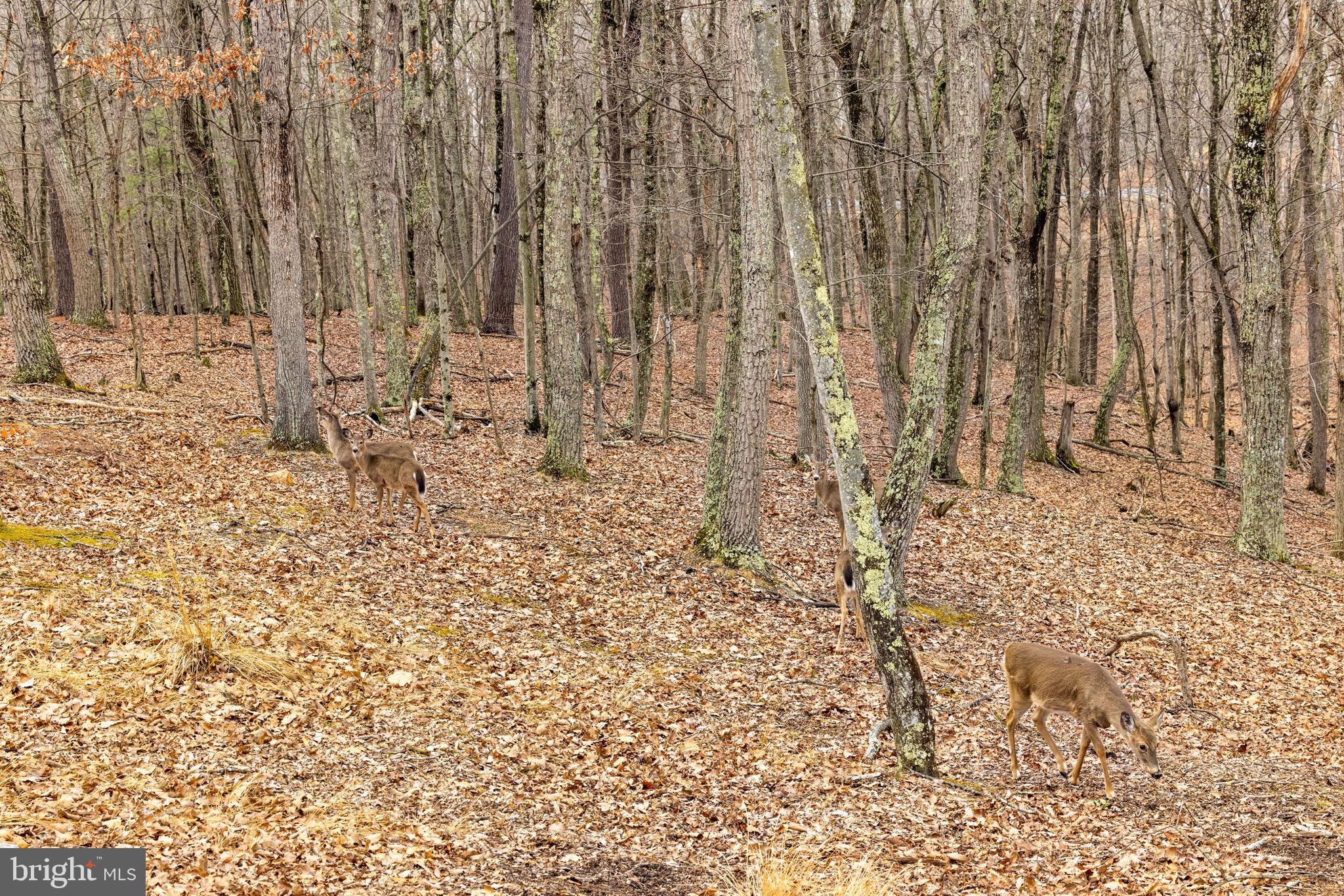2368 Crossings View Road Paw Paw, WV 25434 - Photo 83 of 104