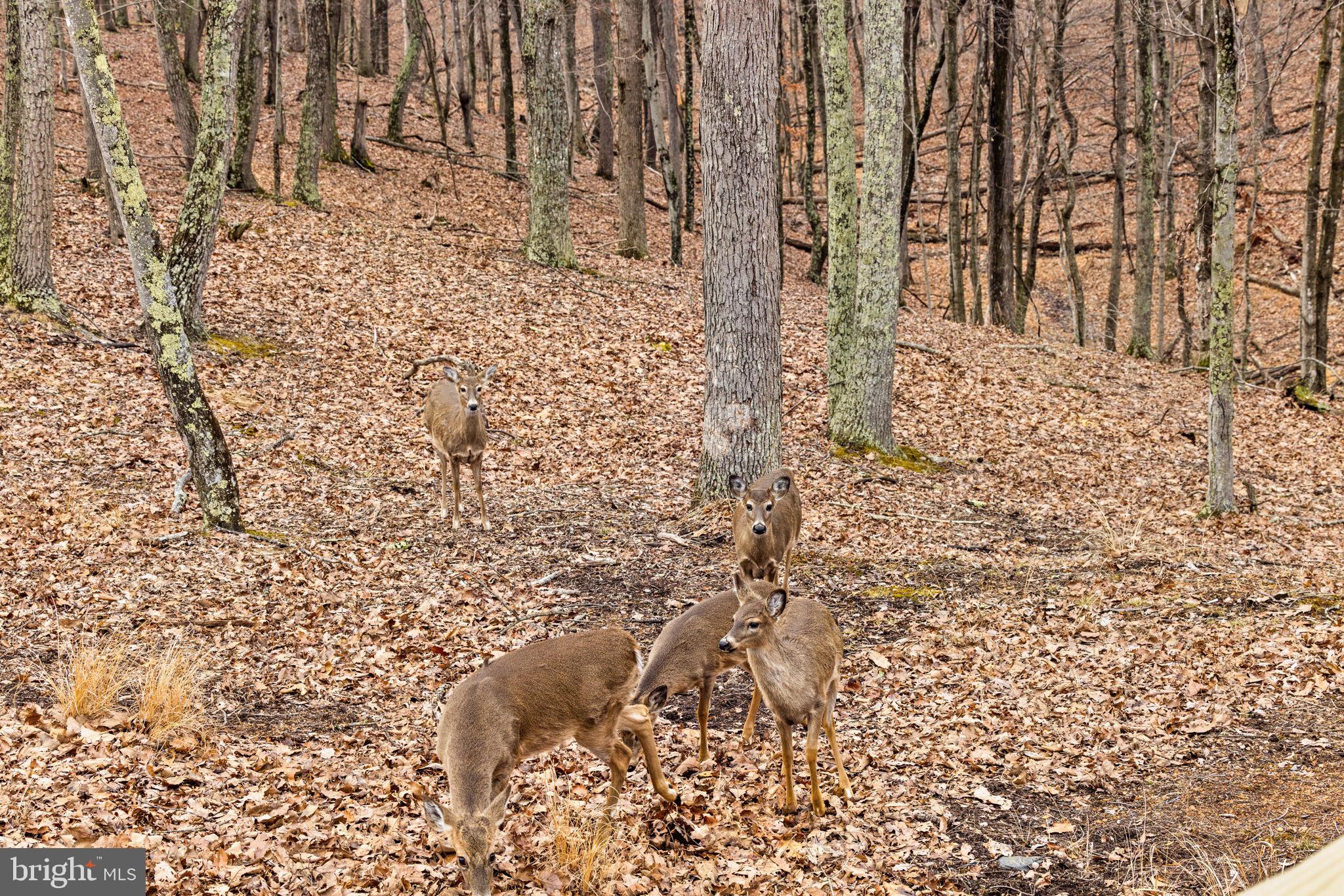 2368 Crossings View Road Paw Paw, WV 25434 - Photo 87 of 104