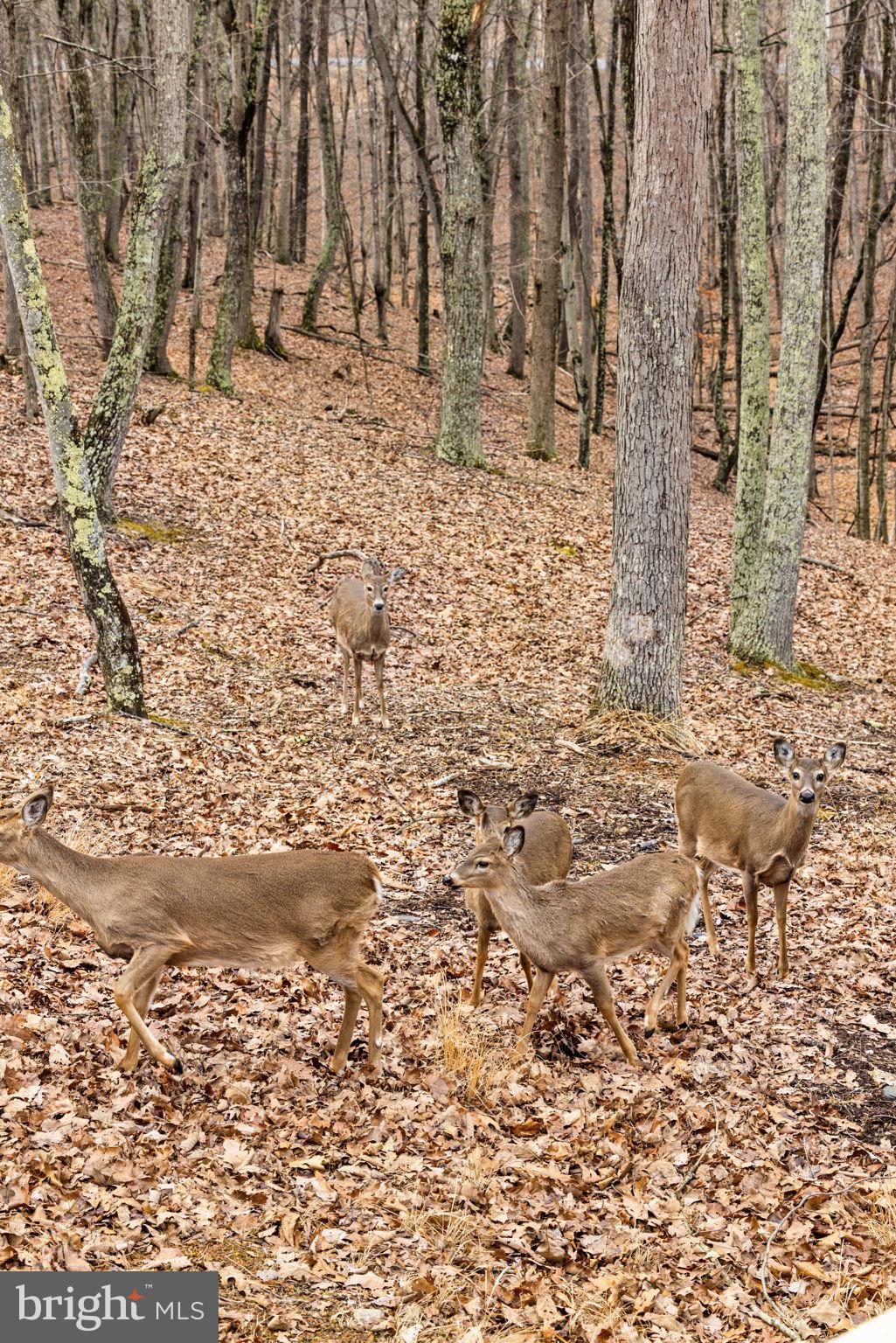 2368 Crossings View Road Paw Paw, WV 25434 - Photo 88 of 104