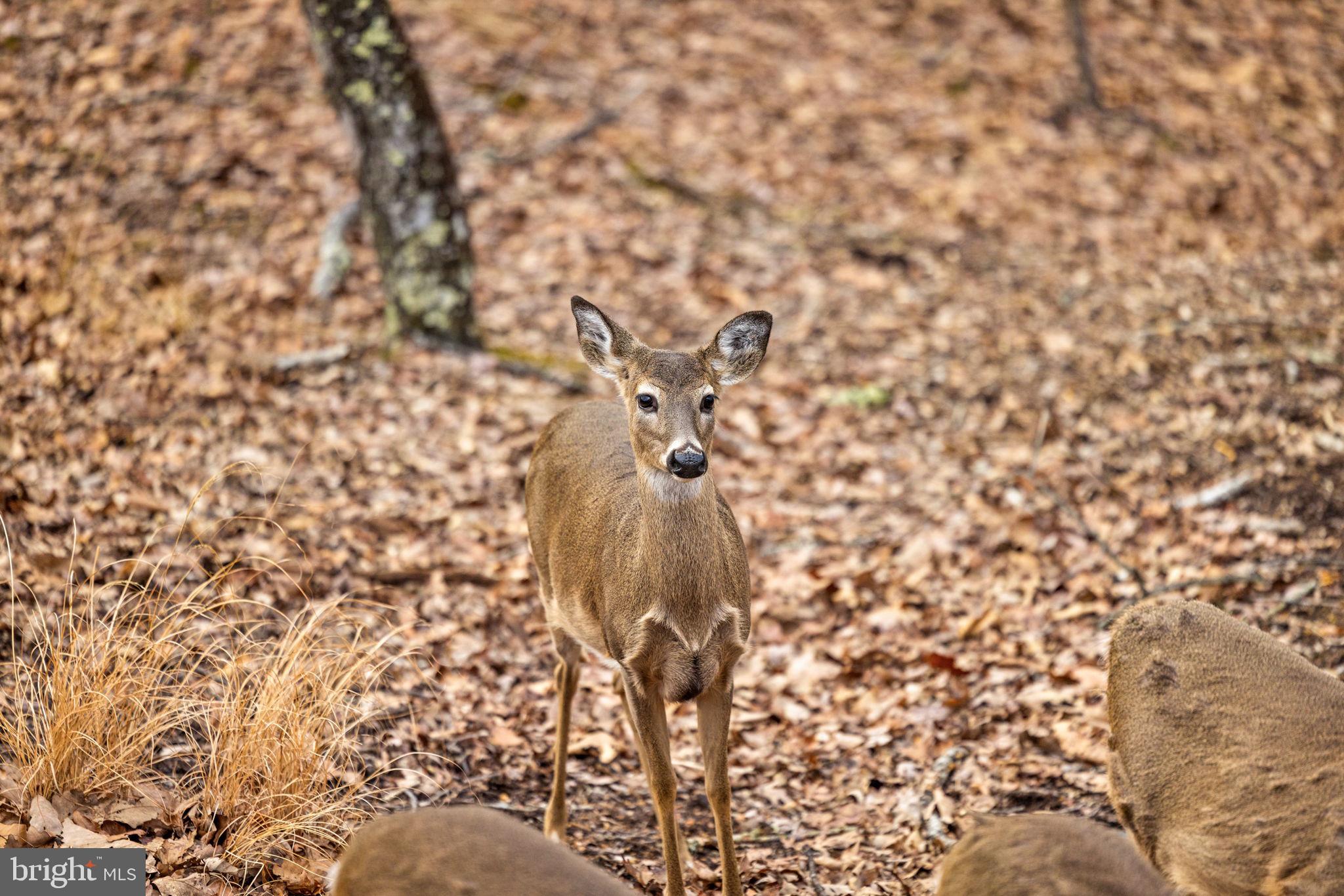 2368 Crossings View Road Paw Paw, WV 25434 - Photo 91 of 104