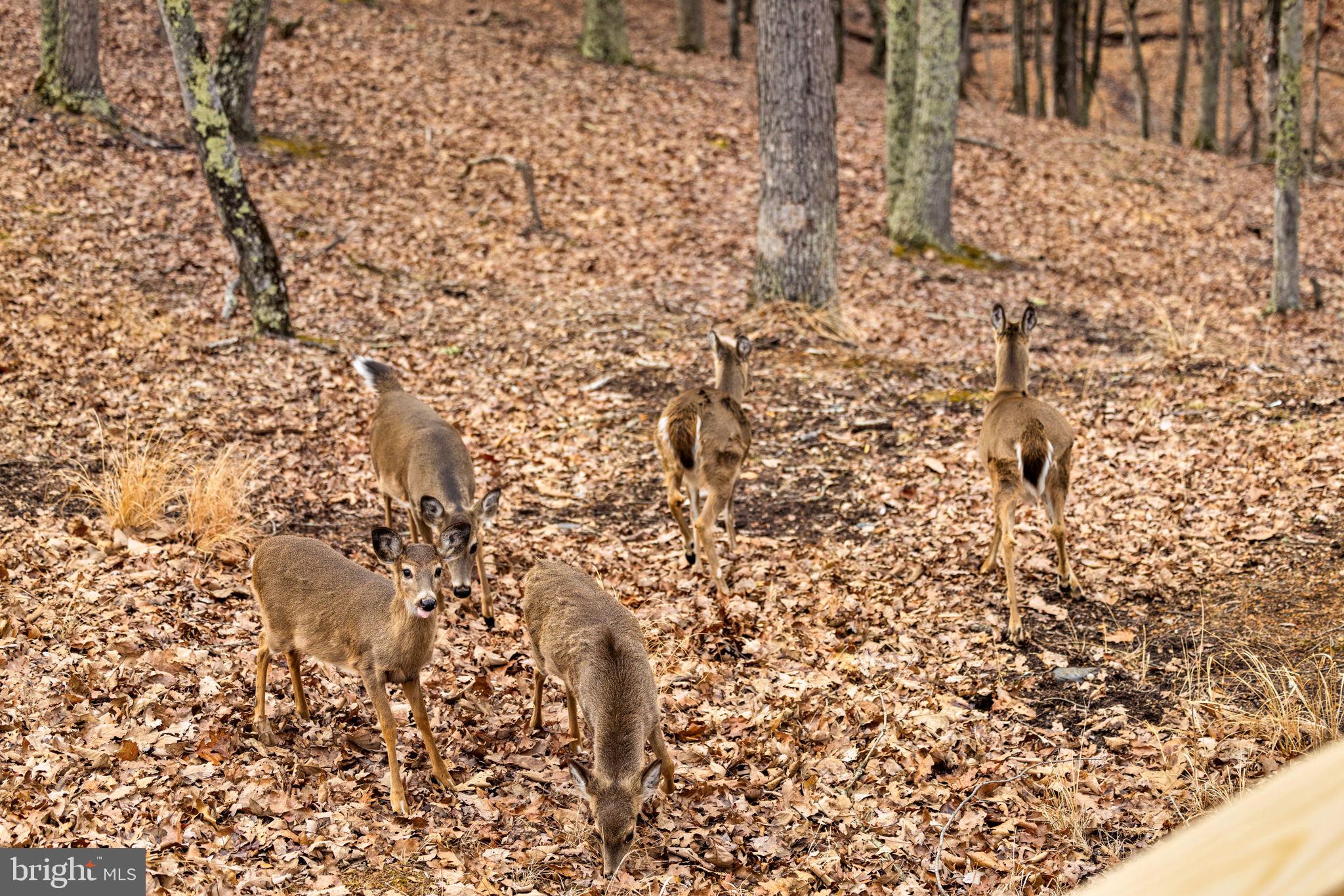 2368 Crossings View Road Paw Paw, WV 25434 - Photo 92 of 104