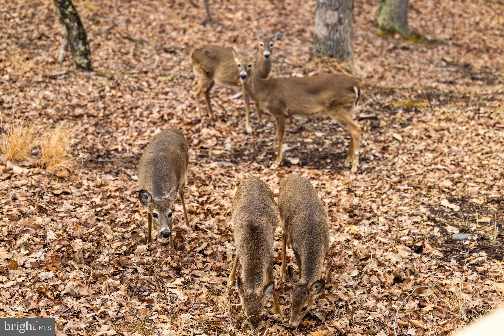 2368 Crossings View Road Paw Paw, WV 25434 - Photo 93 of 104