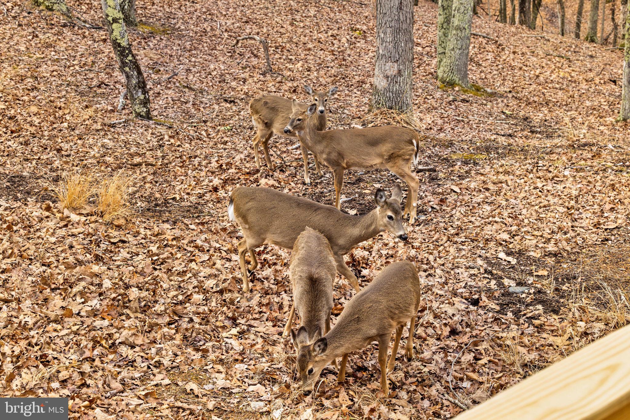 2368 Crossings View Road Paw Paw, WV 25434 - Photo 94 of 104