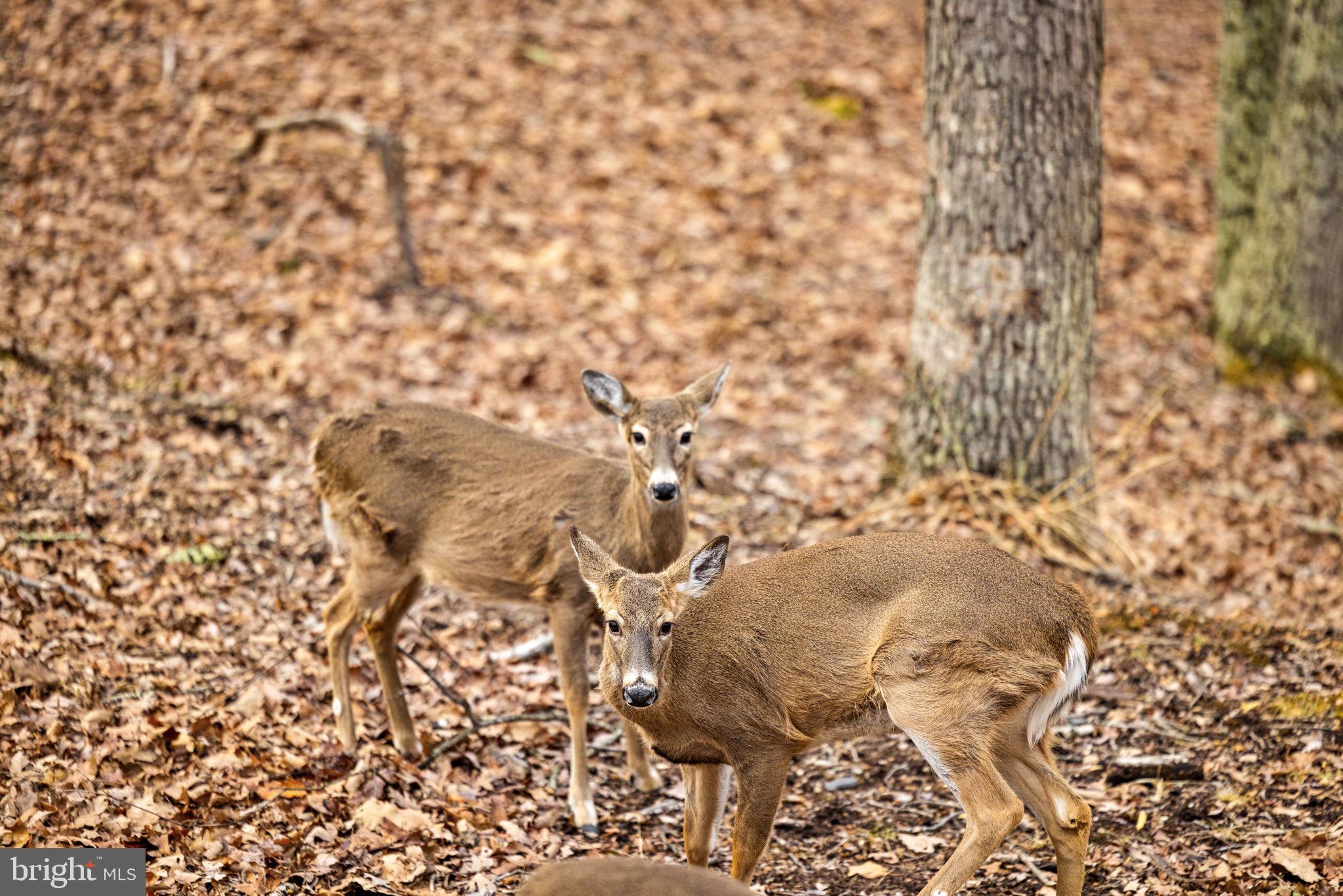 2368 Crossings View Road Paw Paw, WV 25434 - Photo 95 of 104