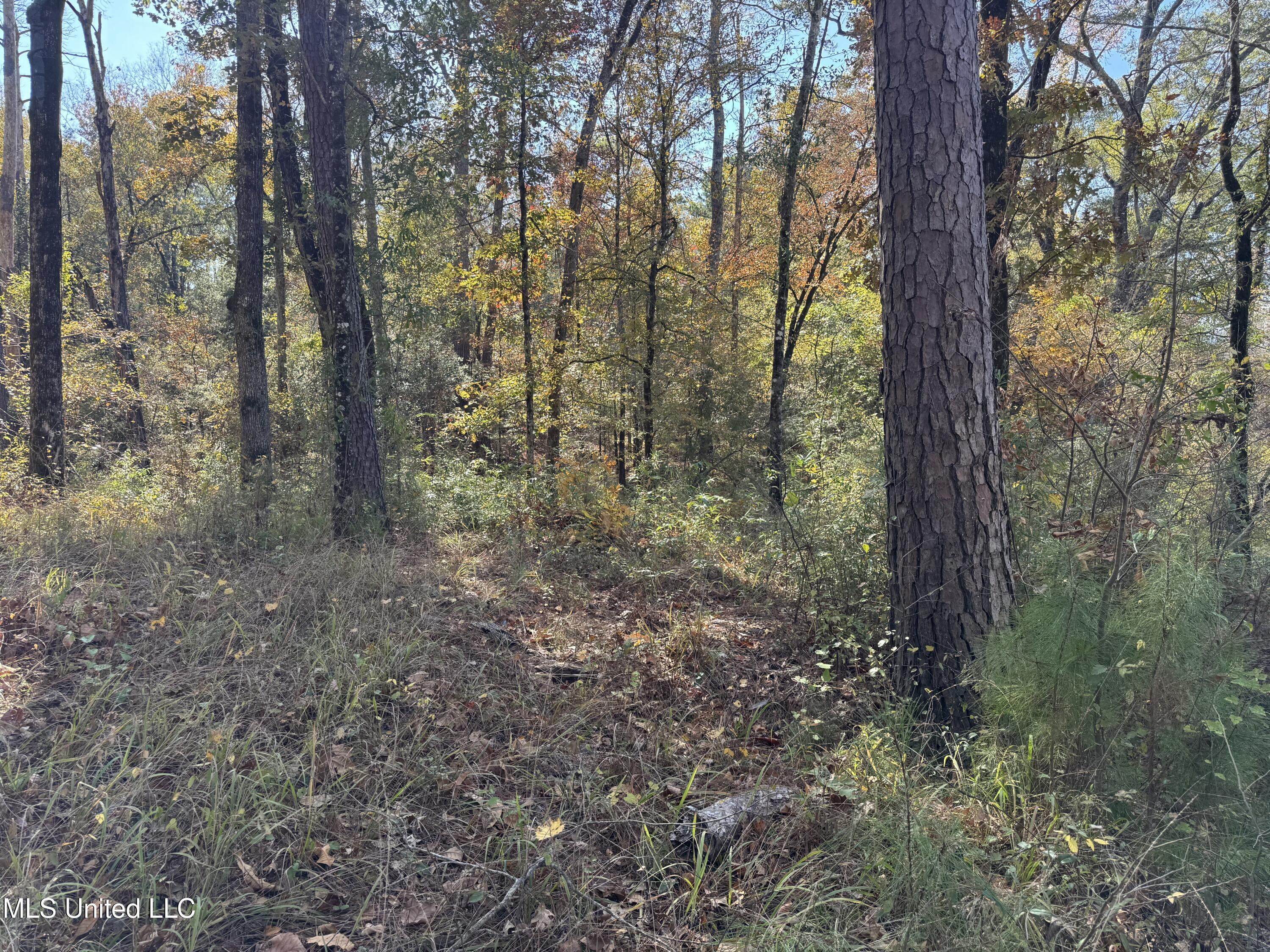 Rosemary Road Florence, MS 39073 - Photo 3 of 5 Wooded View