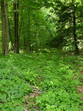 0 Bug Hill Ashfield, MA 01330 - Photo 5 of 8 Gallery Image 5