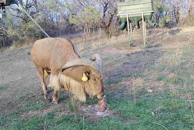a view of a yard with furniture