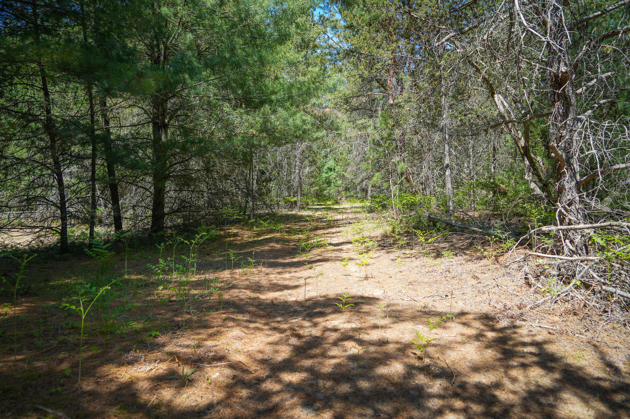Parcel A Makinen Road Kaleva, MI 49645 - Photo 11 of 29 DSC00252