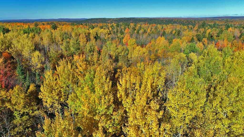 479 Harris Hill Road Weston, ME 04424 - Photo 25 of 58 land-maine-woodlot