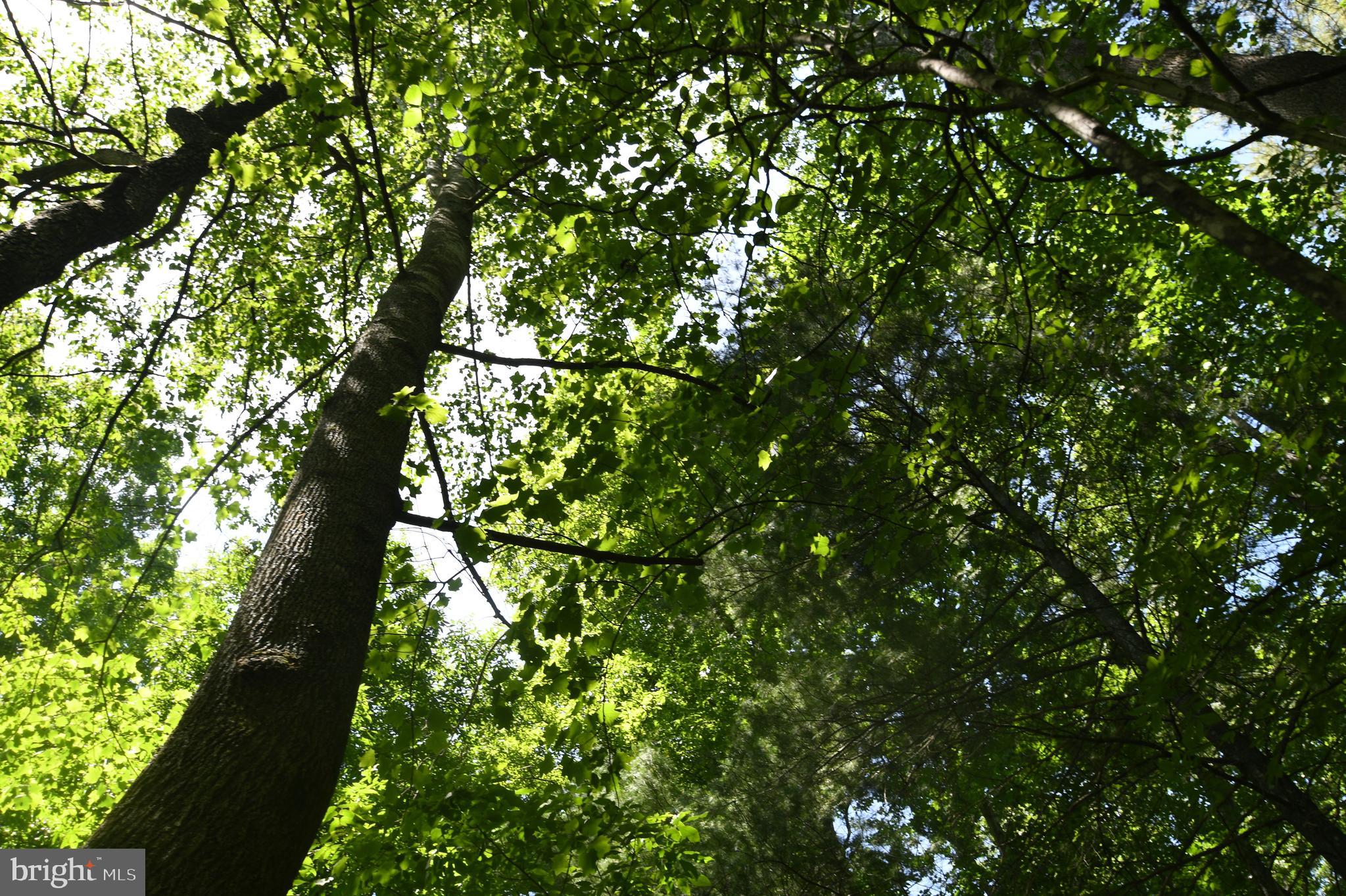 Slate Mills Road Sperryville, VA 22740 - Photo 8 of 12 a view of tree