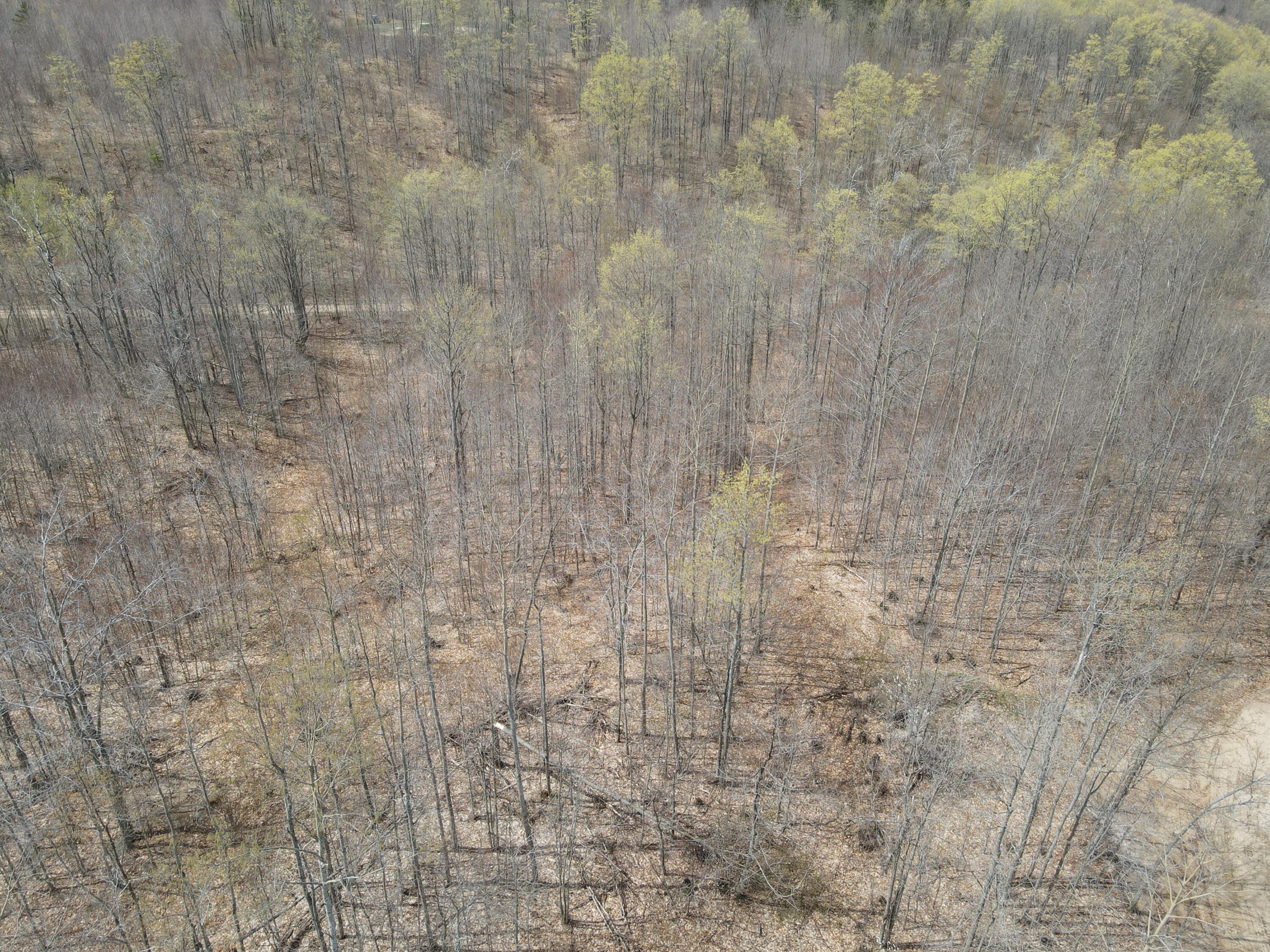 8241 Anger Road Mancelona, MI 49659 - Photo 8 of 42 DJI_0289