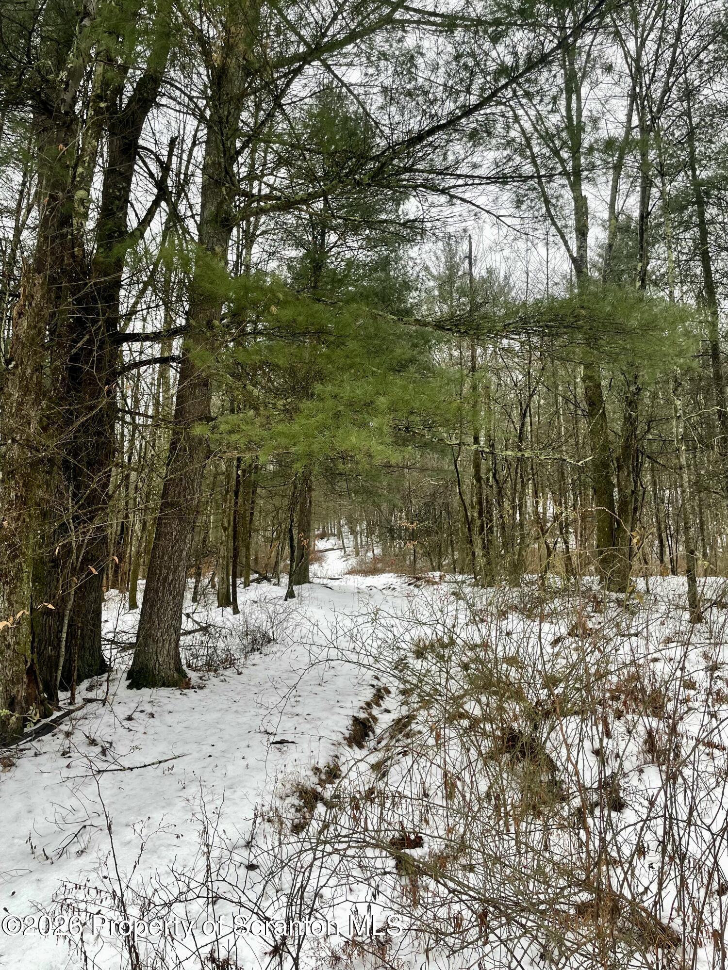 33 Arrowhead Road Little Meadows, PA 18830 - Photo 4 of 17 a view of a yard with a tree