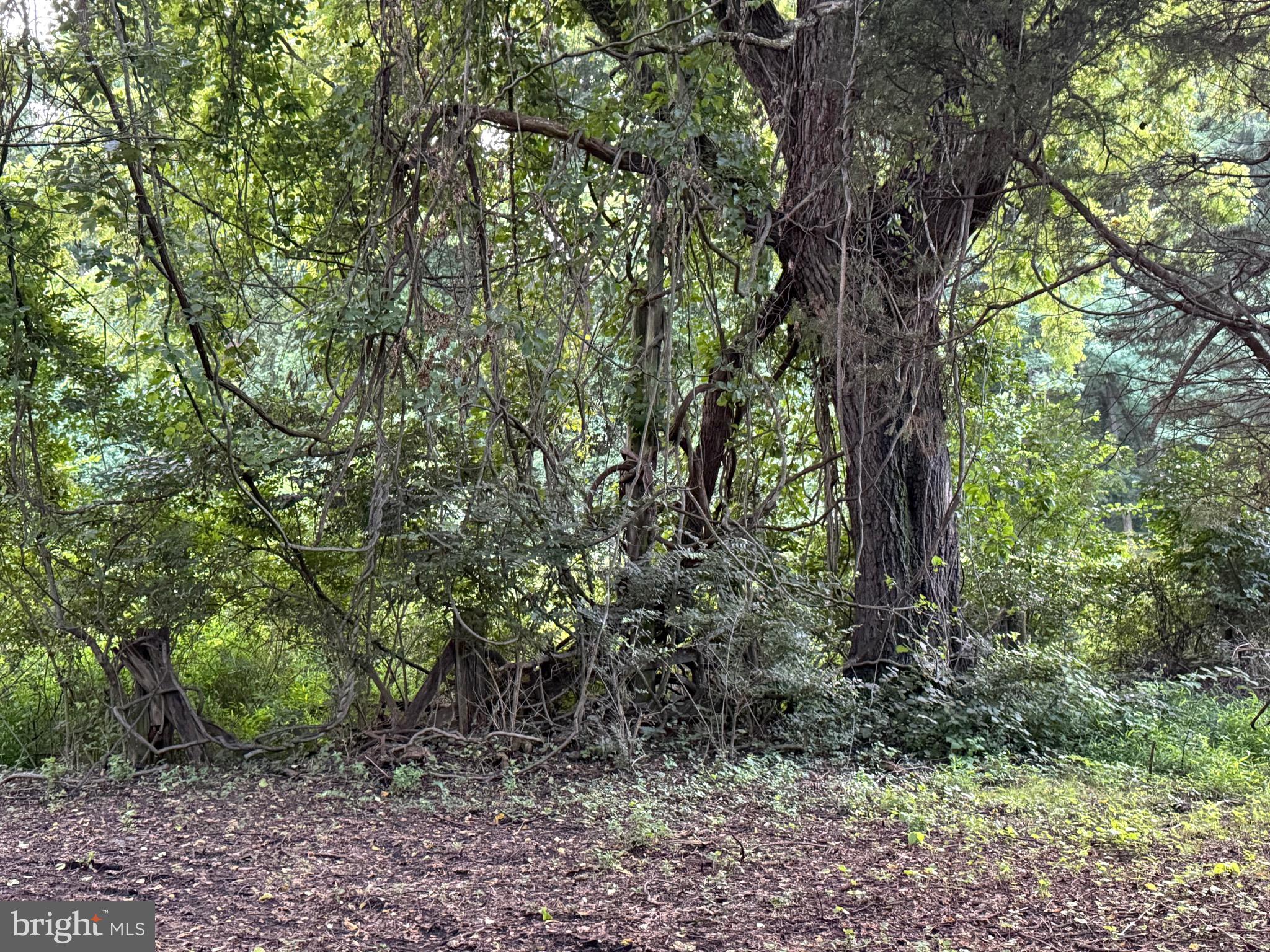 5812 Dimes Road Rockville, MD 20855 - Photo 2 of 4 a view of a forest