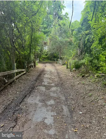 a view of a yard with large trees
