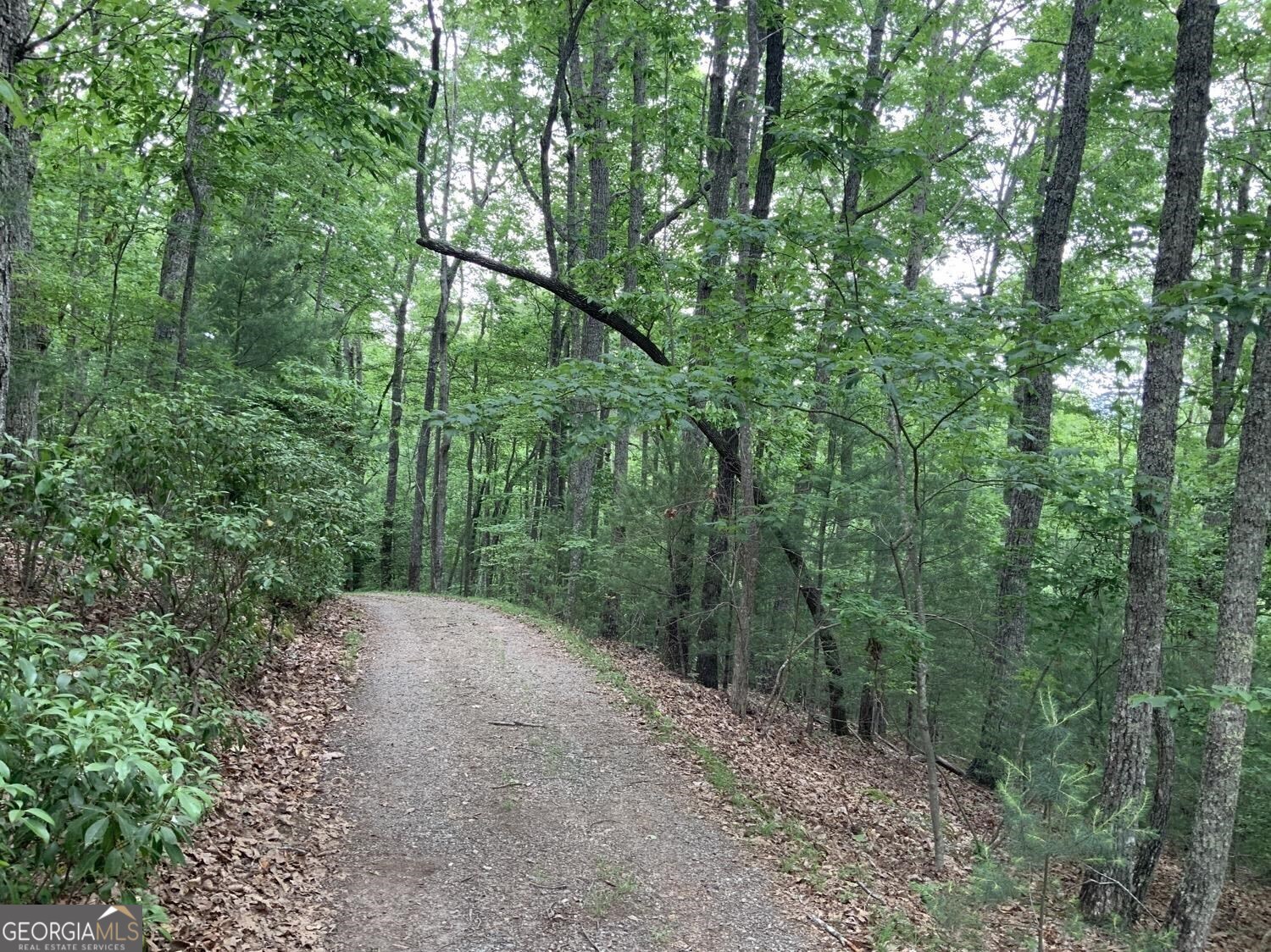 277 Hamilton Road Blairsville, GA 30512 - Photo 22 of 27 a view of a forest with trees in the background
