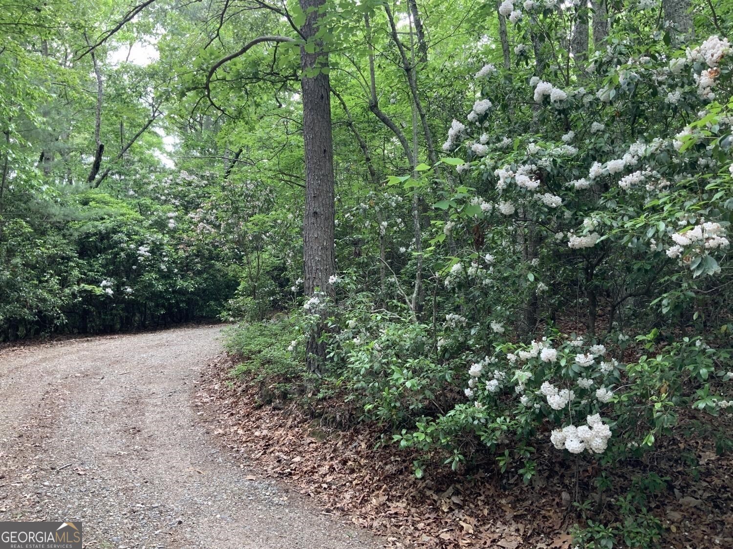 277 Hamilton Road Blairsville, GA 30512 - Photo 23 of 27 a view of a plants with yard