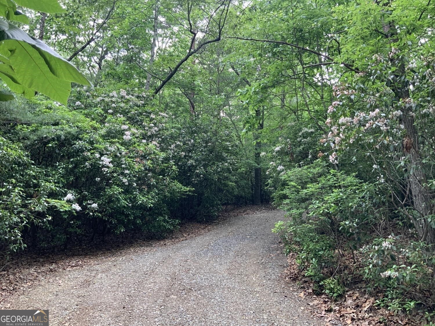 277 Hamilton Road Blairsville, GA 30512 - Photo 24 of 27 a view of a yard with plants and a bench