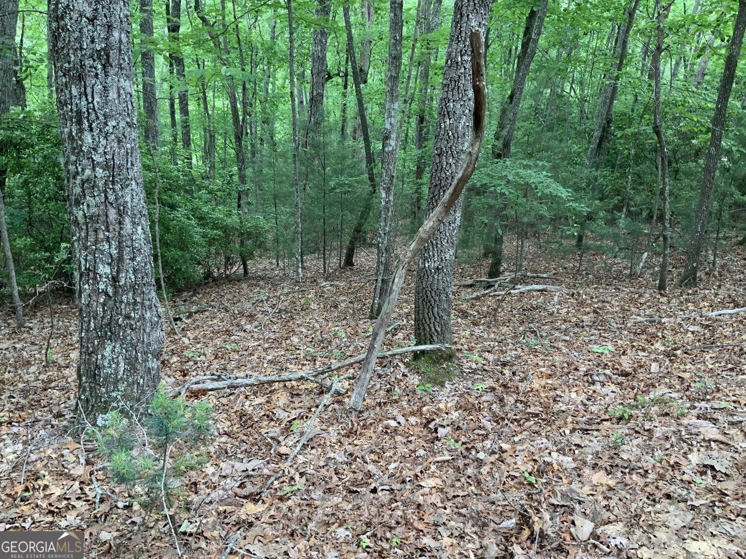 277 Hamilton Road Blairsville, GA 30512 - Photo 25 of 27 a big yard with lots of green space and trees