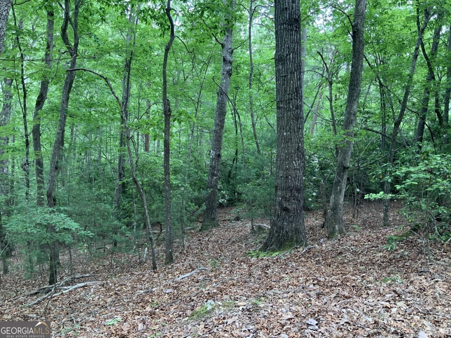 277 Hamilton Road Blairsville, GA 30512 - Photo 26 of 27 a view of a forest with trees
