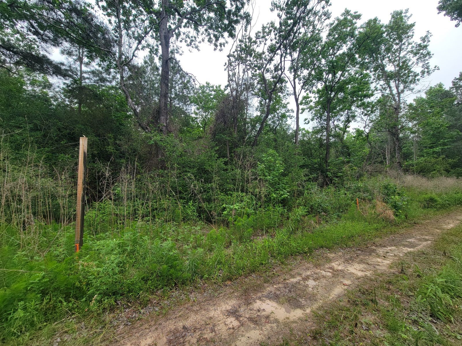 Tbd Hardy Street Houston, TX 77073 - Photo 2 of 10 This photo shows a wooded area with dense greenery, featuring tall trees and a dirt path running alongside. It's a natural setting ideal for someone seeking privacy and a connection with nature.