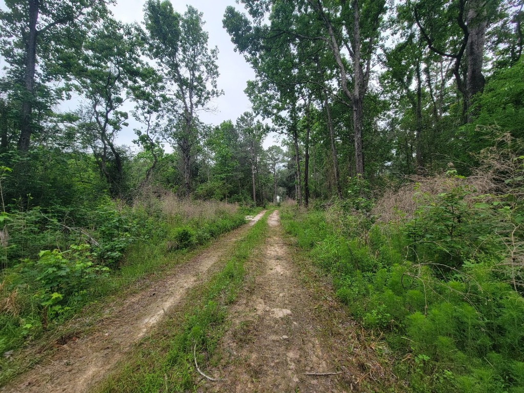 Tbd Hardy Street Houston, TX 77073 - Photo 4 of 10 a view of outdoor space and trees all around